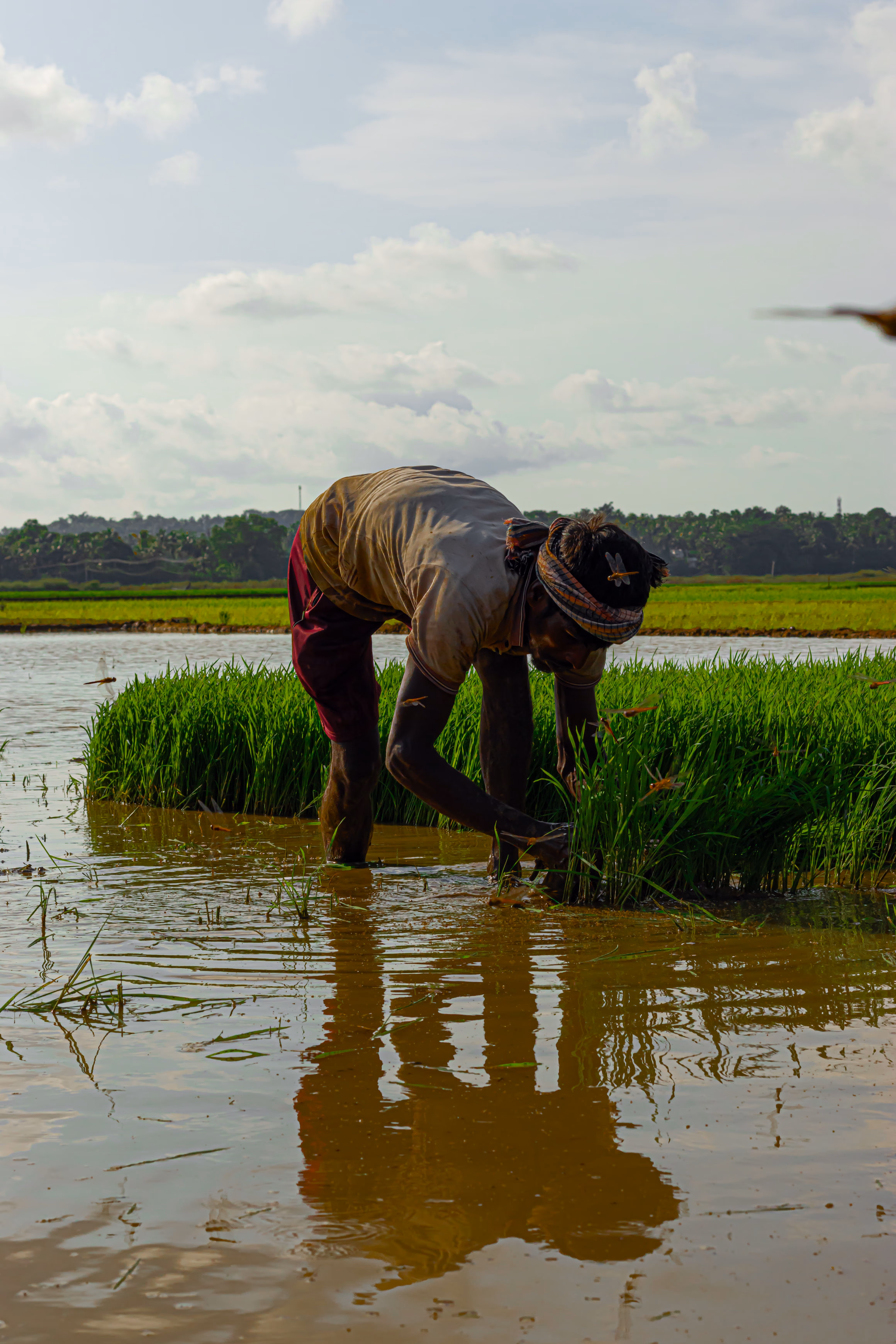 A farmer in the field