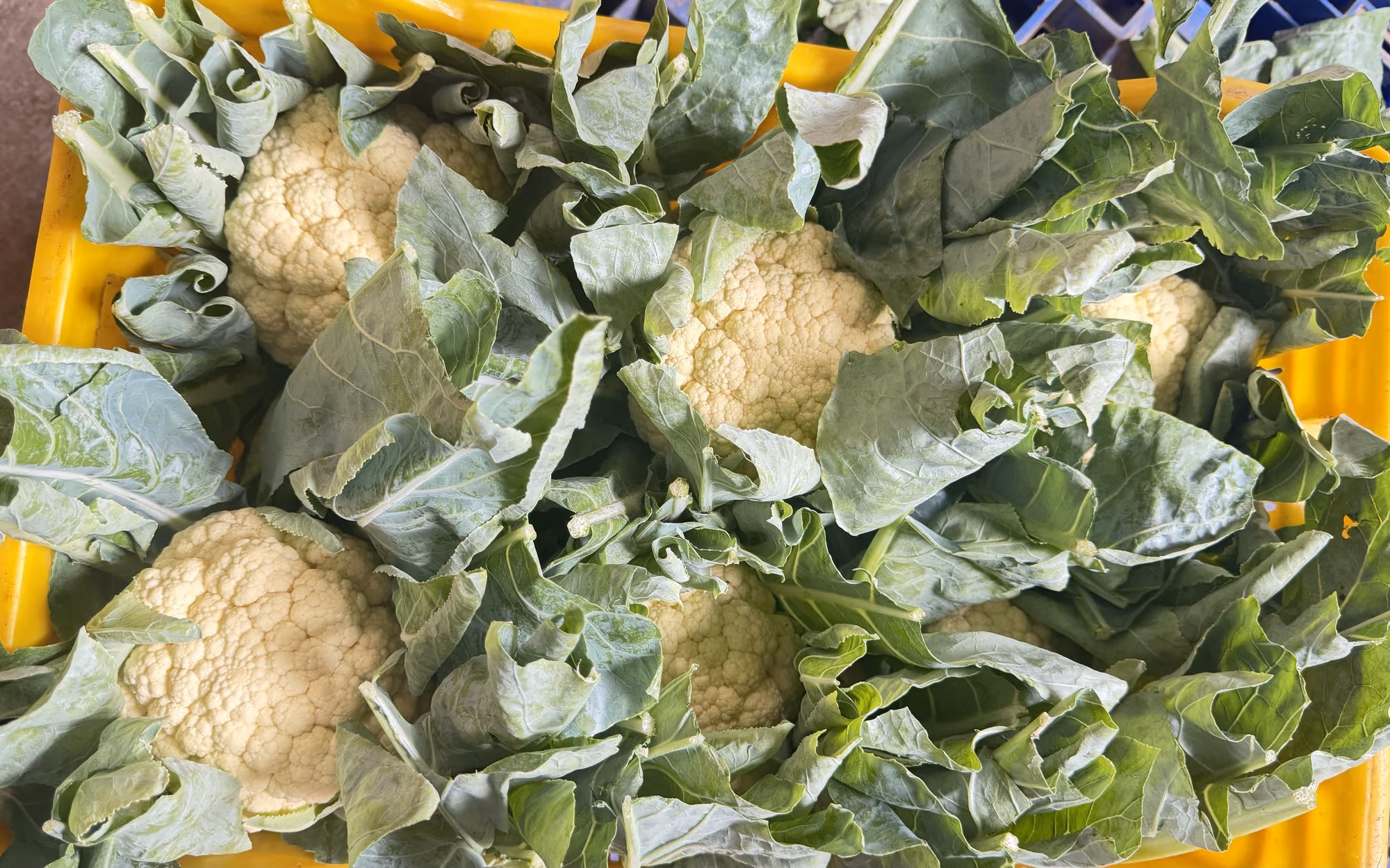 A crate of graded cauliflower ready for dispatch to an institutional buyer